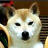Profilbild von へなちょこ
