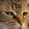 -Ģirts's profile picture