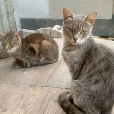 DIMITROV ANIMAL SHELTER's profile picture