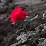 merve3547's profile picture