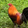ATGGamefarm profil fotoğrafı