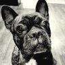 Scyzoryl's profile picture