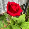 🇹🇭bov๐๑❤️ profil fotoğrafı