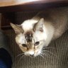 元パートなのにぶちょー's profile picture