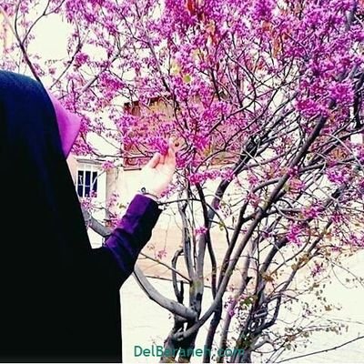 somayeh babaee's profile picture