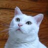 Фото профиля ねこざんまい