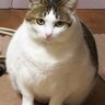 Profilbild von Secret Cat