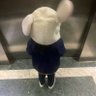 屁屁兔🐰 profil fotoğrafı
