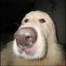 Profilbild von Dunha