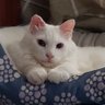 Chikko's profile picture