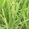 Фото профиля 稻浪不是浪