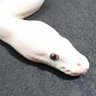 カラフト犬AK 的头像