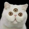 Black Hat's profile picture