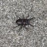 ひろぽんちゃん profil fotoğrafı
