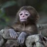 Carlo Copier™ (Primate Activist) 的头像