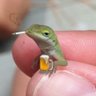 Profilbild von inconspicuousLizard