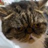 ころころ 的头像