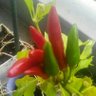 Фото профиля おととい来ました