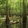 Southern Swamp Fox's profile picture