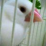 るるぼうず profil fotoğrafı