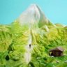 เ🥬🥦👑👑's profile picture