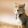 Tibetan Fox profil fotoğrafı