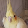 Фото профиля トリッキー