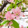 かりん profil fotoğrafı