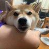 Profilbild von ポンタケ
