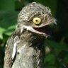 BirdSimple's profile picture