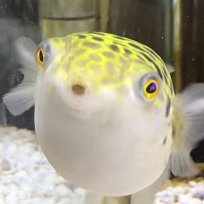 FUGURIST's profile picture