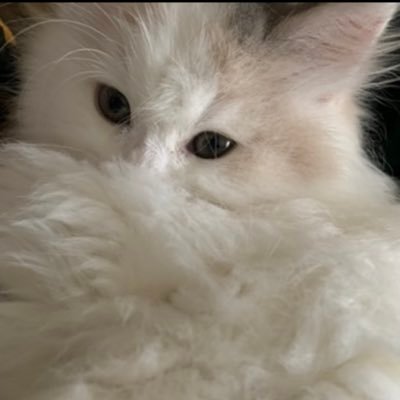 ãªããã£ããðãã£'s profile picture