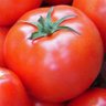 RedTomato's profile picture