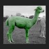 thegreenalpaca profil fotoğrafı