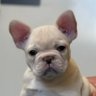 Phoebee Frenchie's profile picture