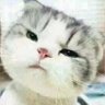 懒猫翻滚闪到腰 profil fotoğrafı