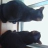 黒猫 profil fotoğrafı