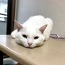 かなこのパパ2 profil fotoğrafı