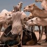  faleh profil fotoğrafı