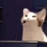 Profilbild von popcat［演講］