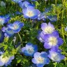 花兎 profil fotoğrafı
