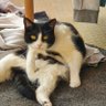 Profilbild von catmu 🐱🐈🐈⬛🏴🏴🏴