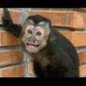 macaquinho's profile picture