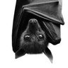 Murcegão profil fotoğrafı