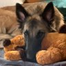 Antiifa Snack Manager ^..^ 🌻🌺🪁's profile picture