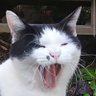 かわたん🐈's profile picture