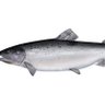 Salmon profil fotoğrafı