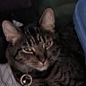 Dave Whiskers profil fotoğrafı
