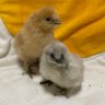 Profilbild von みほ🐓シルキー3羽&インコ3