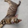 ごまめ profil fotoğrafı